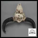 Crâne de Boeuf Décoration