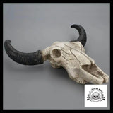 Crâne de Boeuf Décoration