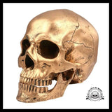 Crâne Décoration