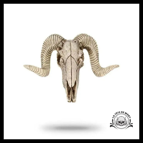 Crâne Décoration Animal
