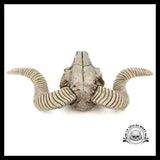 Crâne Décoration Animal