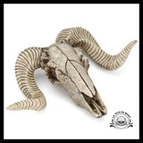 Crâne Décoration Animal