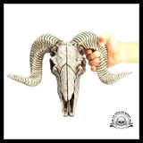 Crâne Décoration Animal