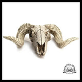 Crâne Décoration Animal
