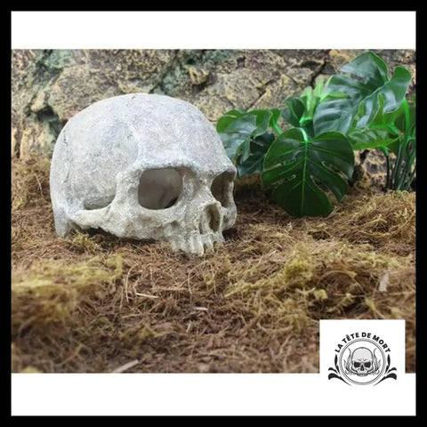 Décoration Aquarium Tête de Mort