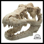 Décoration Aquarium Tête de Mort Crâne Dinosaure