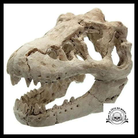 Décoration Aquarium Tête de Mort Crâne Dinosaure