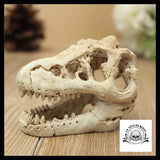 Décoration Aquarium Tête de Mort Crâne Dinosaure