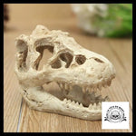 Décoration Aquarium Tête de Mort Crâne Dinosaure