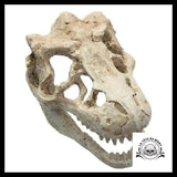 Décoration Aquarium Tête de Mort Crâne Dinosaure