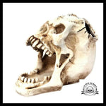 Sculpture Tête de Mort Crâne Art Rangement