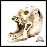 Sculpture Tête de Mort Crâne Art Rangement