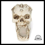 Sculpture Tête de Mort Crâne Art Rangement