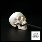 Sculpture Tête de Mort Crâne Minimaliste Anatomie Humaine