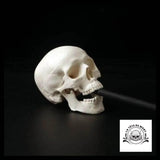 Sculpture Tête de Mort Crâne Minimaliste Anatomie Humaine