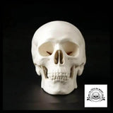 Sculpture Tête de Mort Crâne Minimaliste Anatomie Humaine