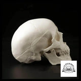 Sculpture Tête de Mort Crâne Minimaliste Anatomie Humaine