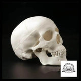 Sculpture Tête de Mort Crâne Minimaliste Anatomie Humaine