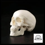 Sculpture Tête de Mort Crâne Minimaliste Anatomie Humaine