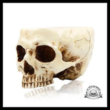 Sculpture tête de Mort Crâne Pot Fleur