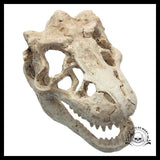 Décoration Aquarium Tête de Mort Crâne Dinosaure