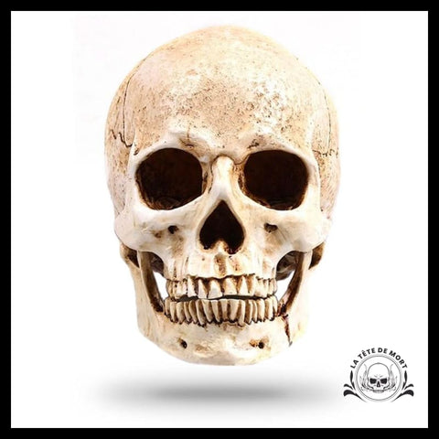 Crâne Blanc Décoration