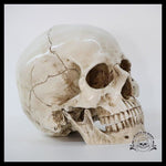 Sculpture Tête de Mort Crâne Classique