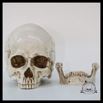 Sculpture Tête de Mort Crâne Classique