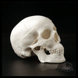 Sculpture Tête de Mort Crâne Minimaliste Anatomie Humaine