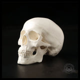 Sculpture Tête de Mort Crâne Minimaliste Anatomie Humaine